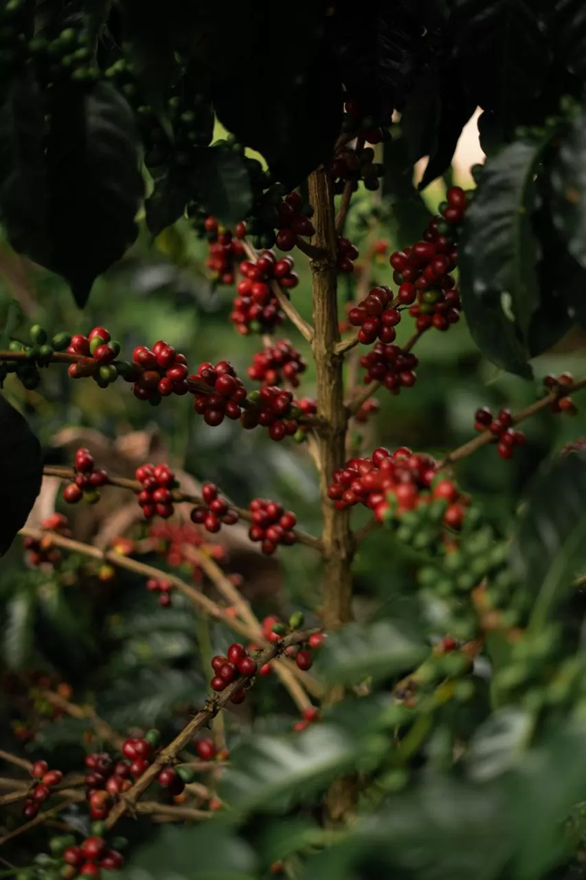 фото кофе Колумбия Вуш Вуш (фильтр) магазин Neva Coffee