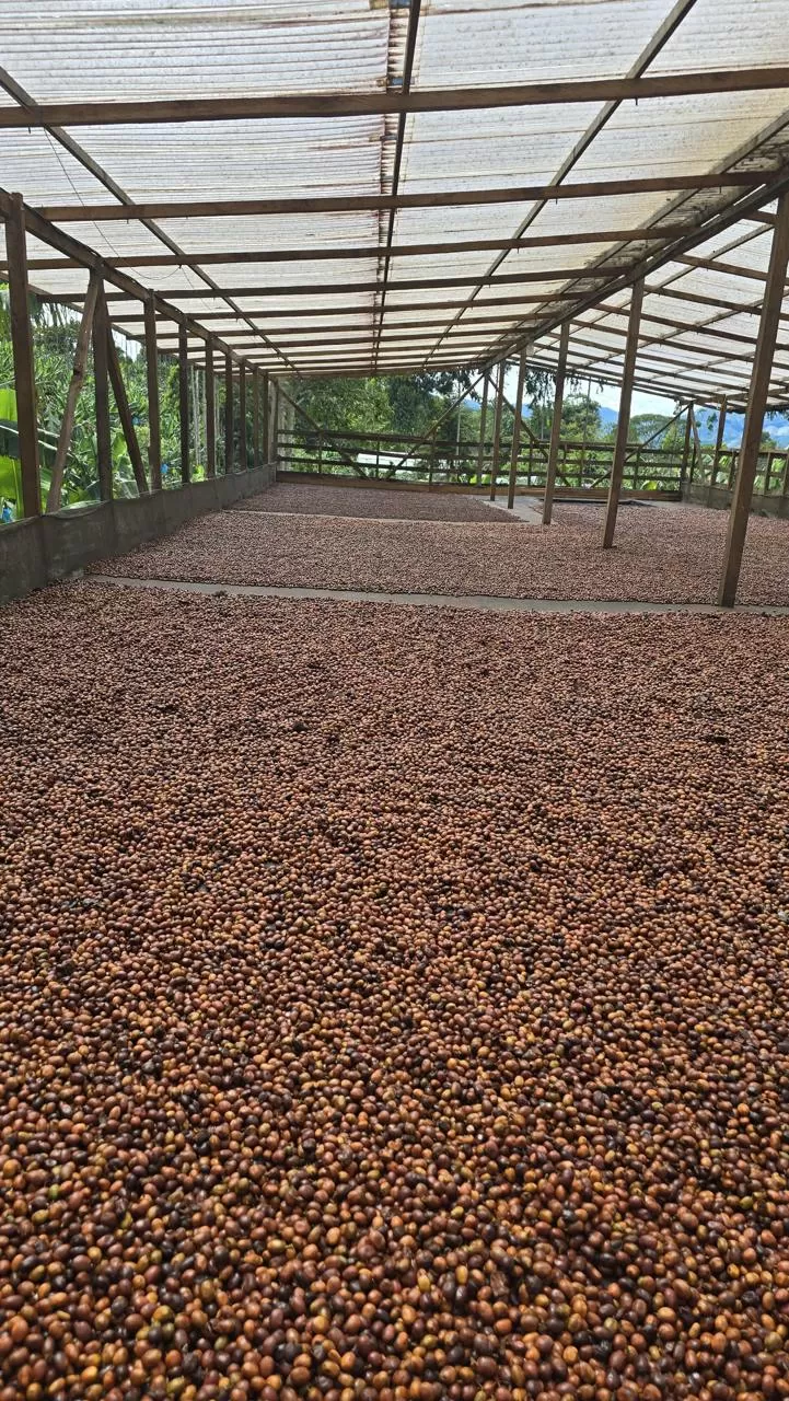 фото кофе Колумбия Омблигон (фильтр) магазин Neva Coffee