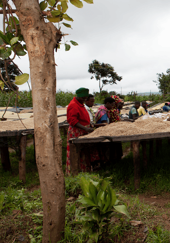 фото кофе Руанда Мутетели магазин Neva Coffee
