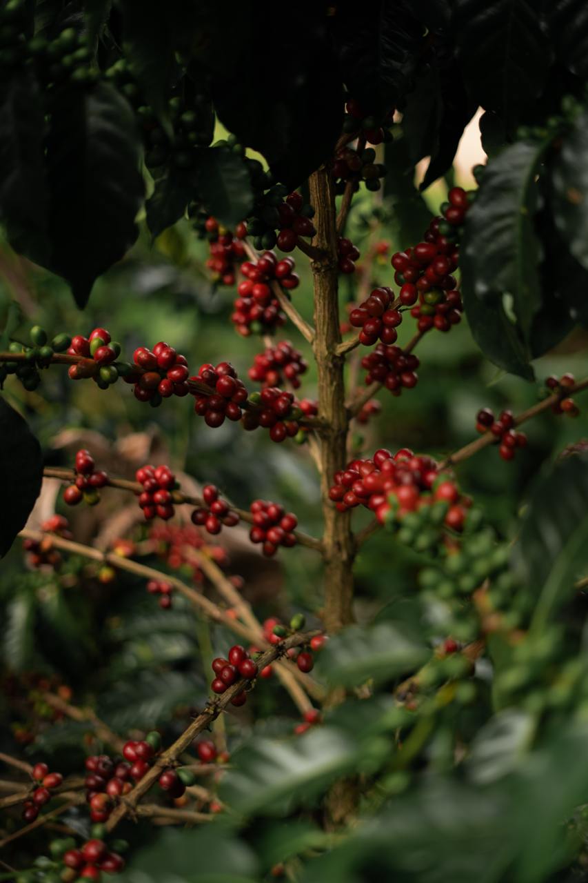 фото кофе Колумбия Вуш Вуш (фильтр) магазин Neva Coffee